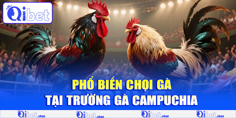 Phổ biến chọi gà tại trường gà Campuchia