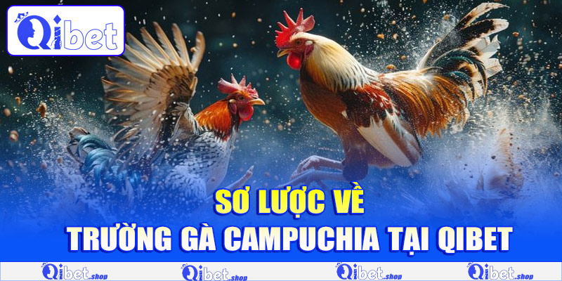 Sơ lược về trường gà Campuchia tại Qibet