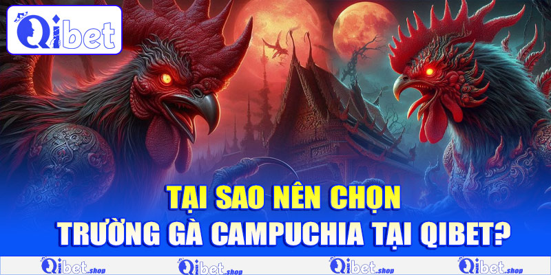 Tại sao nên chọn trường gà Campuchia tại Qibet?