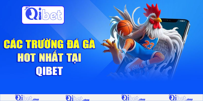 Các trường đá gà hot nhất tại Qibet
